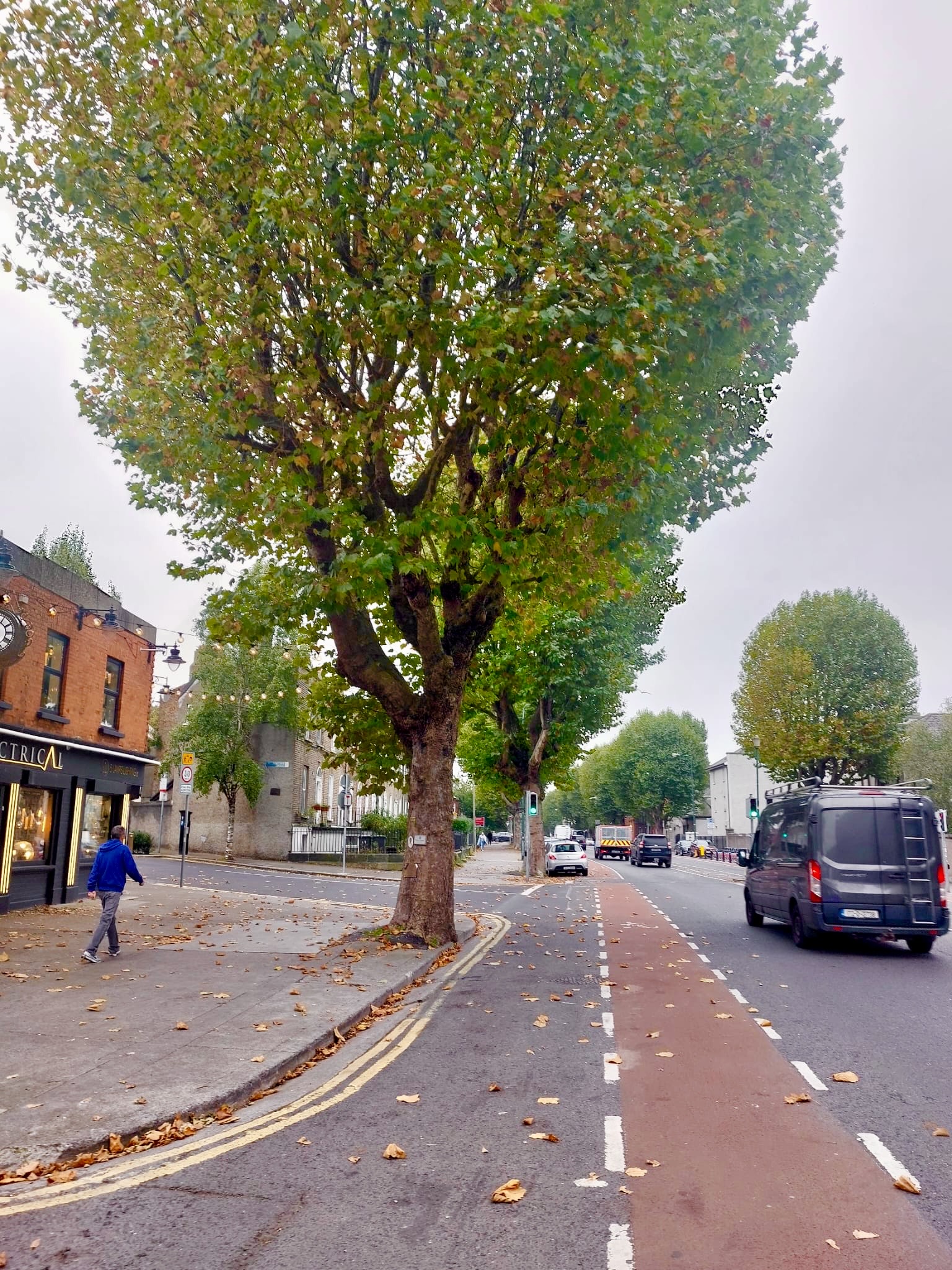 Frequently Asked Questions About Trees